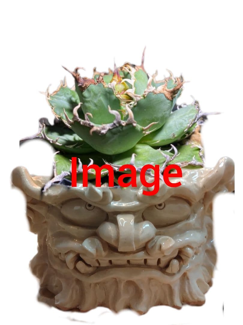 陶器　鉢　アガベ　植物　Japan　history　　Art　culture