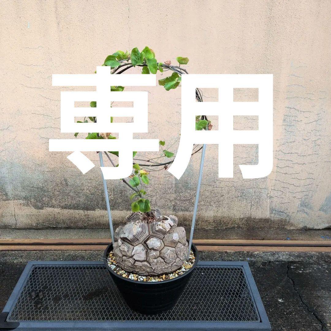 aoiro27　アフリカ亀甲竜