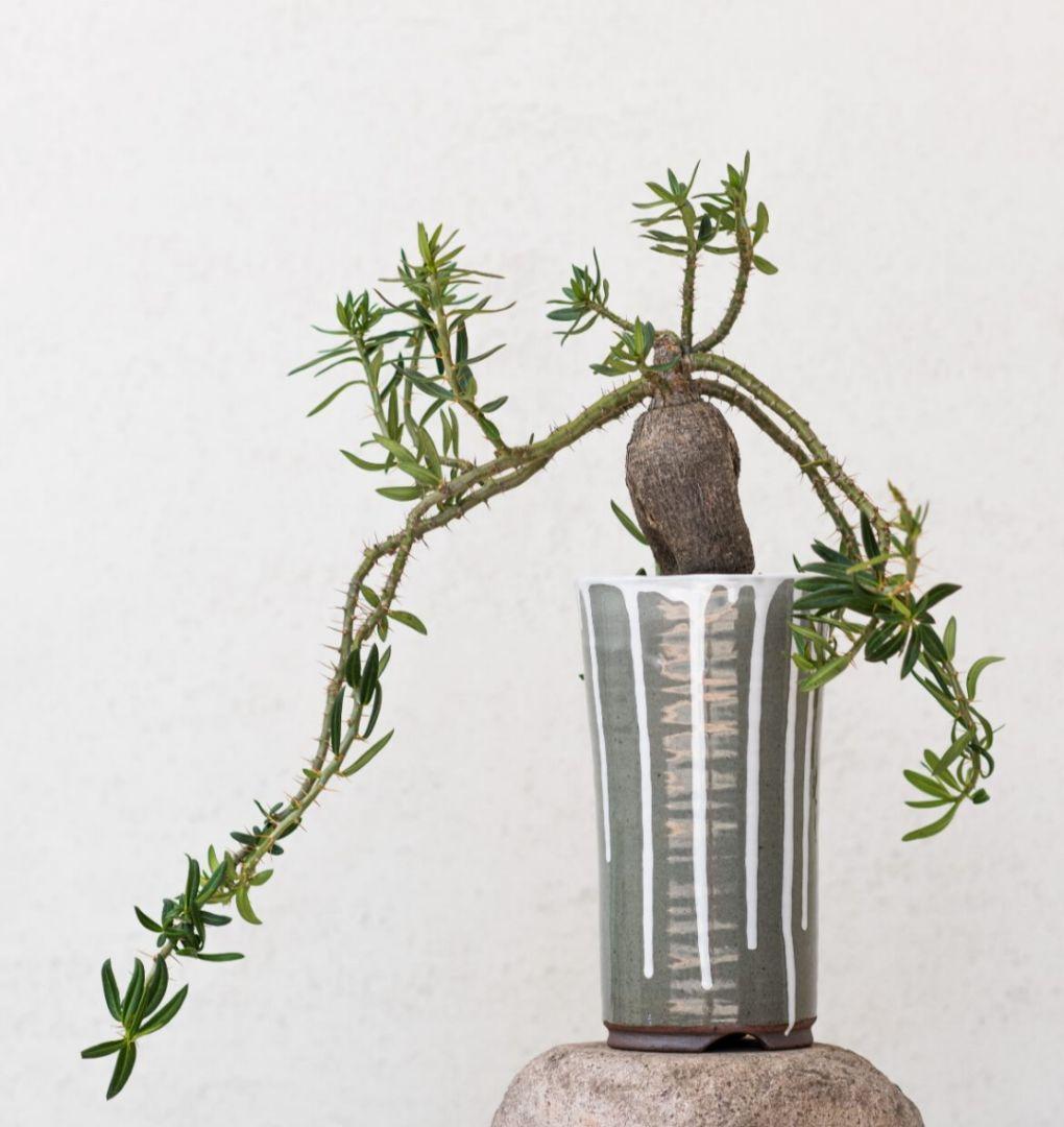 パキポディウム　ビスピノーサム　塊根植物　パキプス　現地球