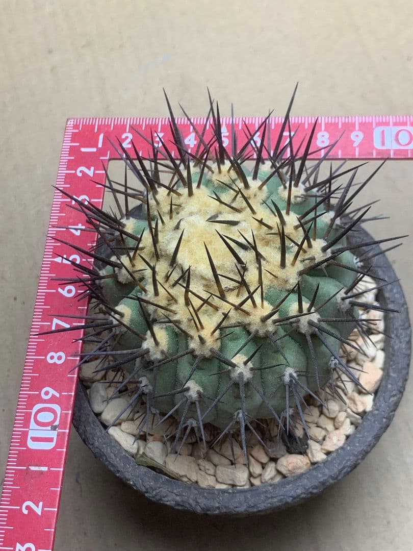 河*治様 Z236 コピアポア　コルムナアルバ　孤竜丸 棘も綺麗