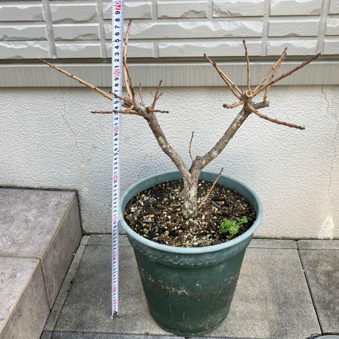 3年以上の充実株♪ スモークツリー ピンクパール 雌木 10号鉢 ラベル付き