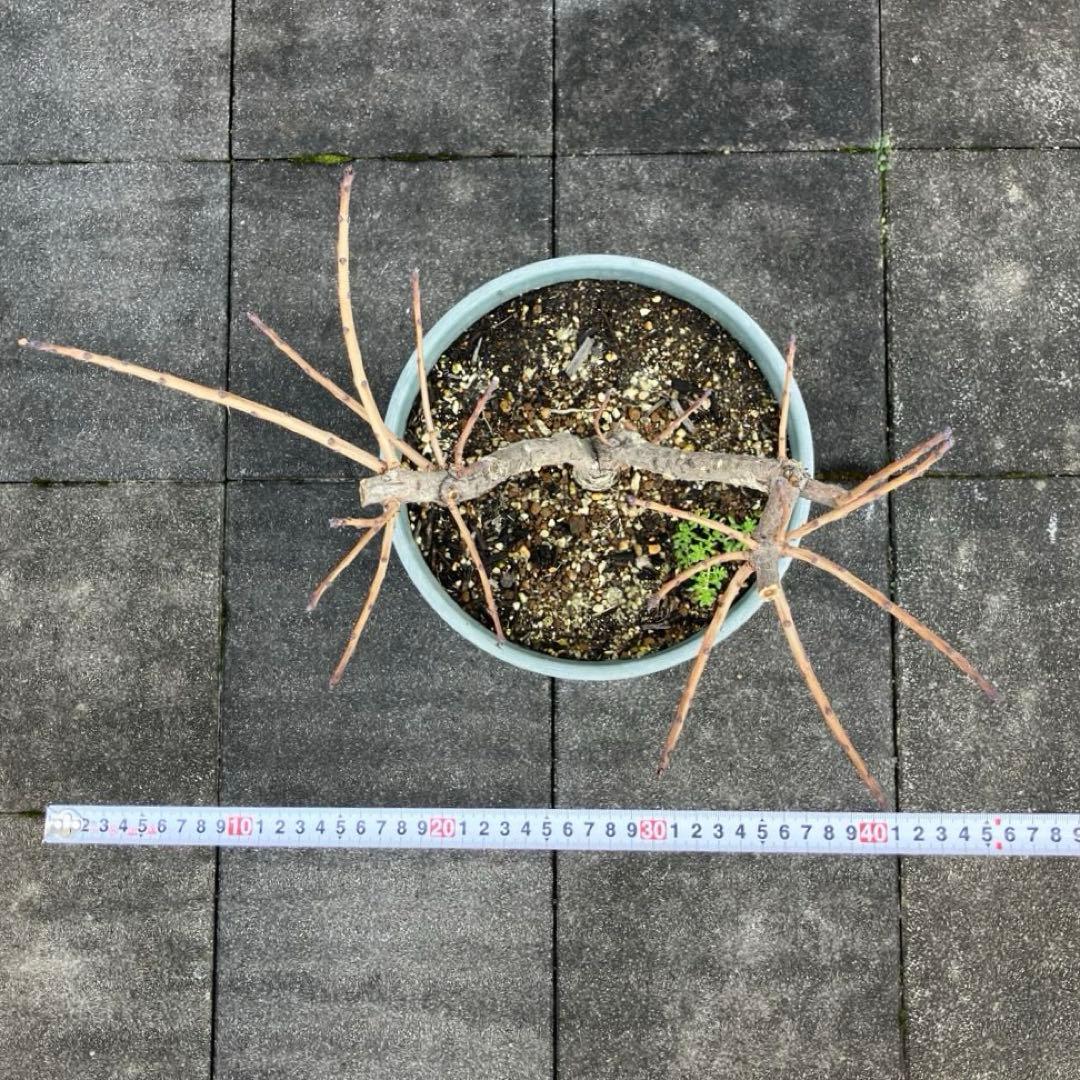 3年以上の充実株♪ スモークツリー ピンクパール 雌木 10号鉢 ラベル付き