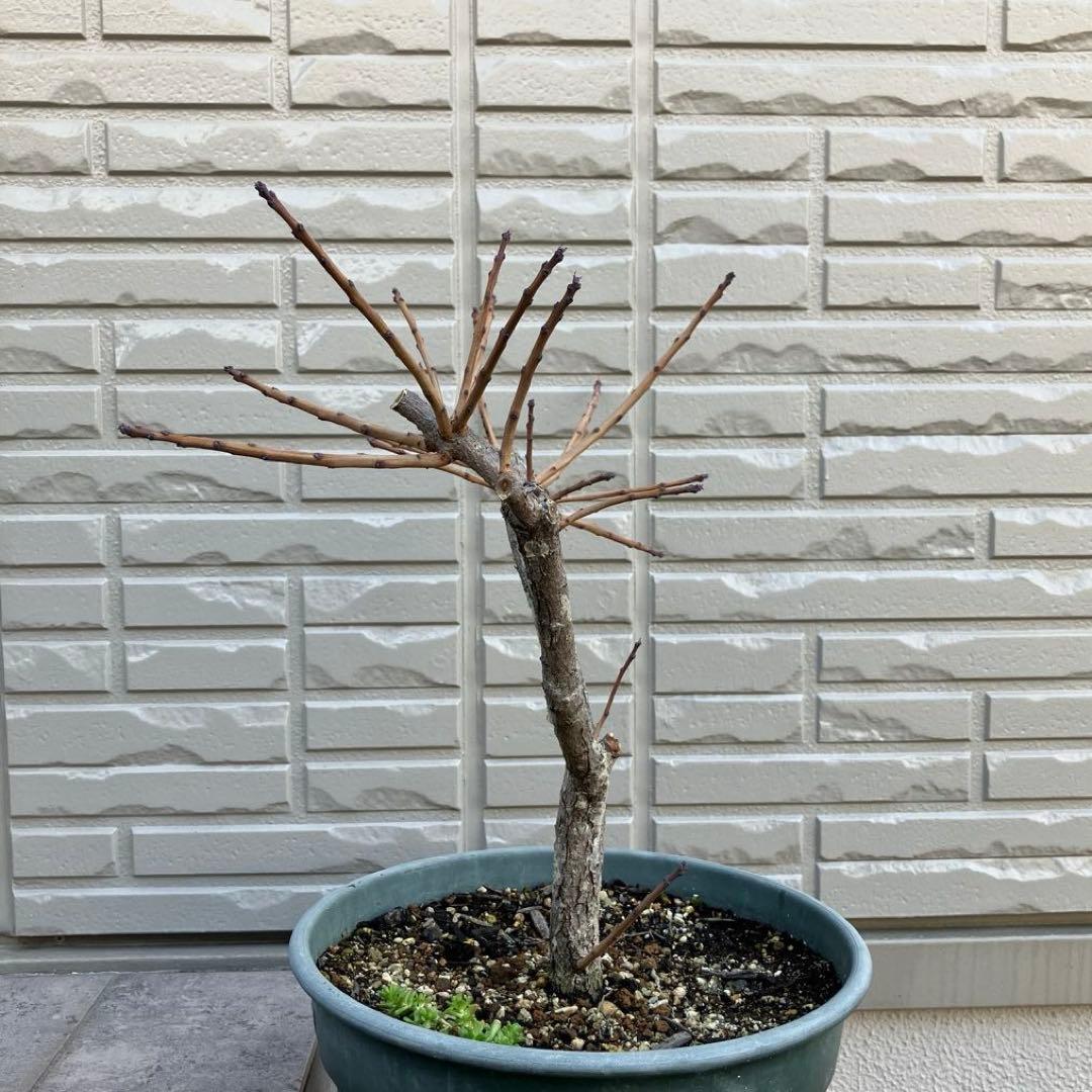 3年以上の充実株♪ スモークツリー ピンクパール 雌木 10号鉢 ラベル付き