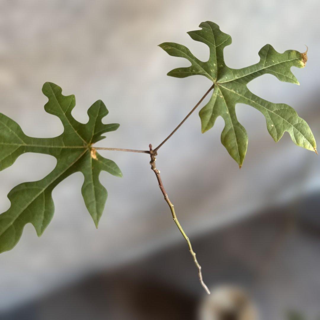 ボトルツリー 2026希少ブラキキトン ディスカラー新芽でてます 鉢付き