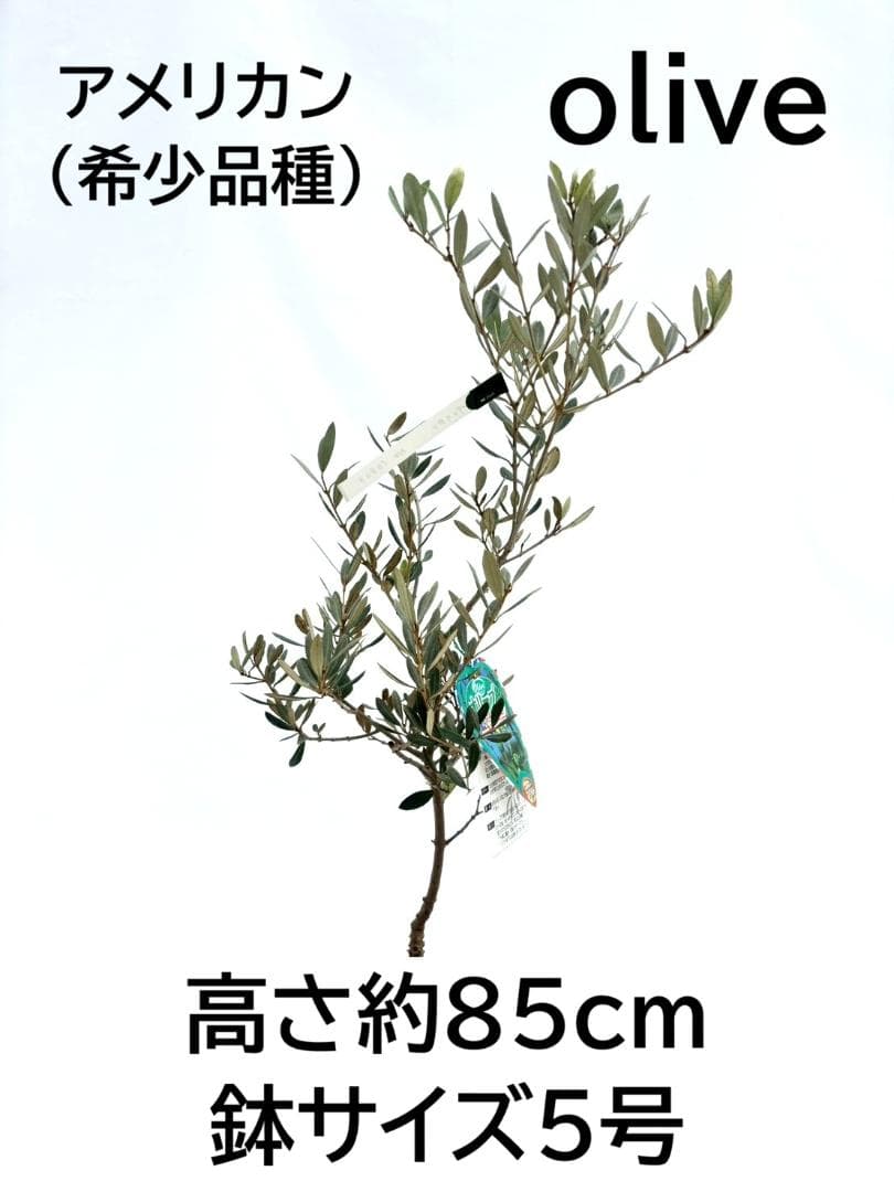 オリーブの木　アメリカン　5号　約85cm　NO.843　希少品種　現品掲載