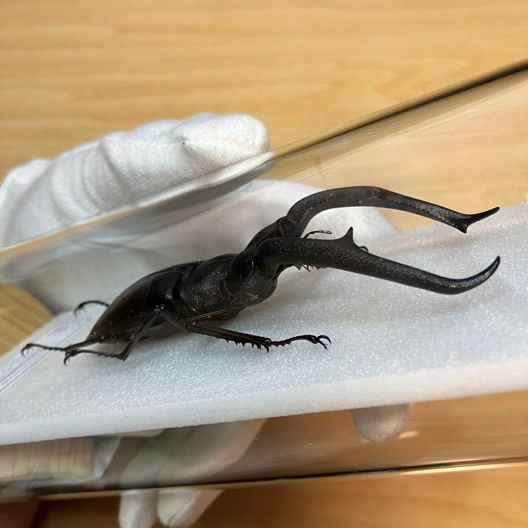 【昆虫標本】マンディブラリスフタマタクワガタ　ガラスケース入り
