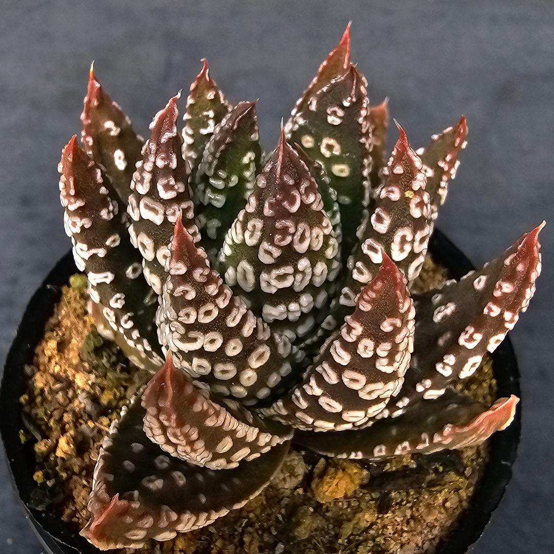 多肉植物 ハオルチア パイプの煙