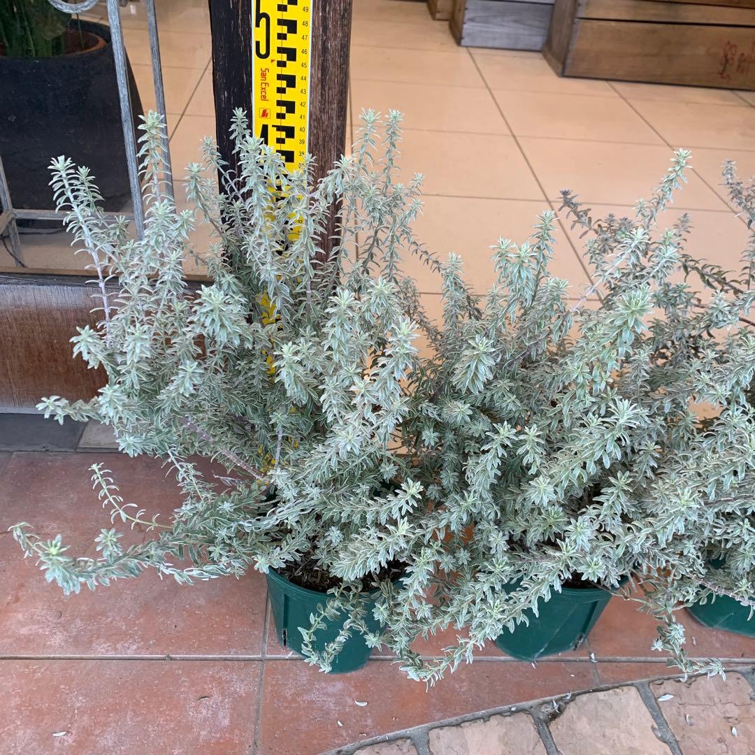 斑入り ウエストリンギア スモーキーホワイト 4個セット