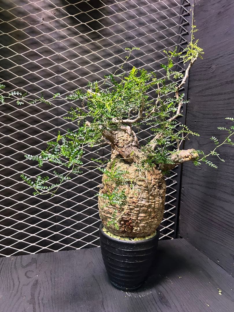 オペスクルカリア　パキプス