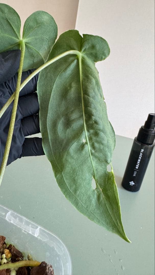 1株のみ Anthurium llicum アンスリウム メタリカム