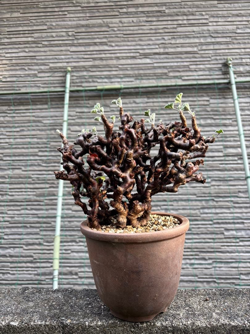 ペラルゴニウム　ミラビレ　大株　塊根植物　コーデックス 伝市