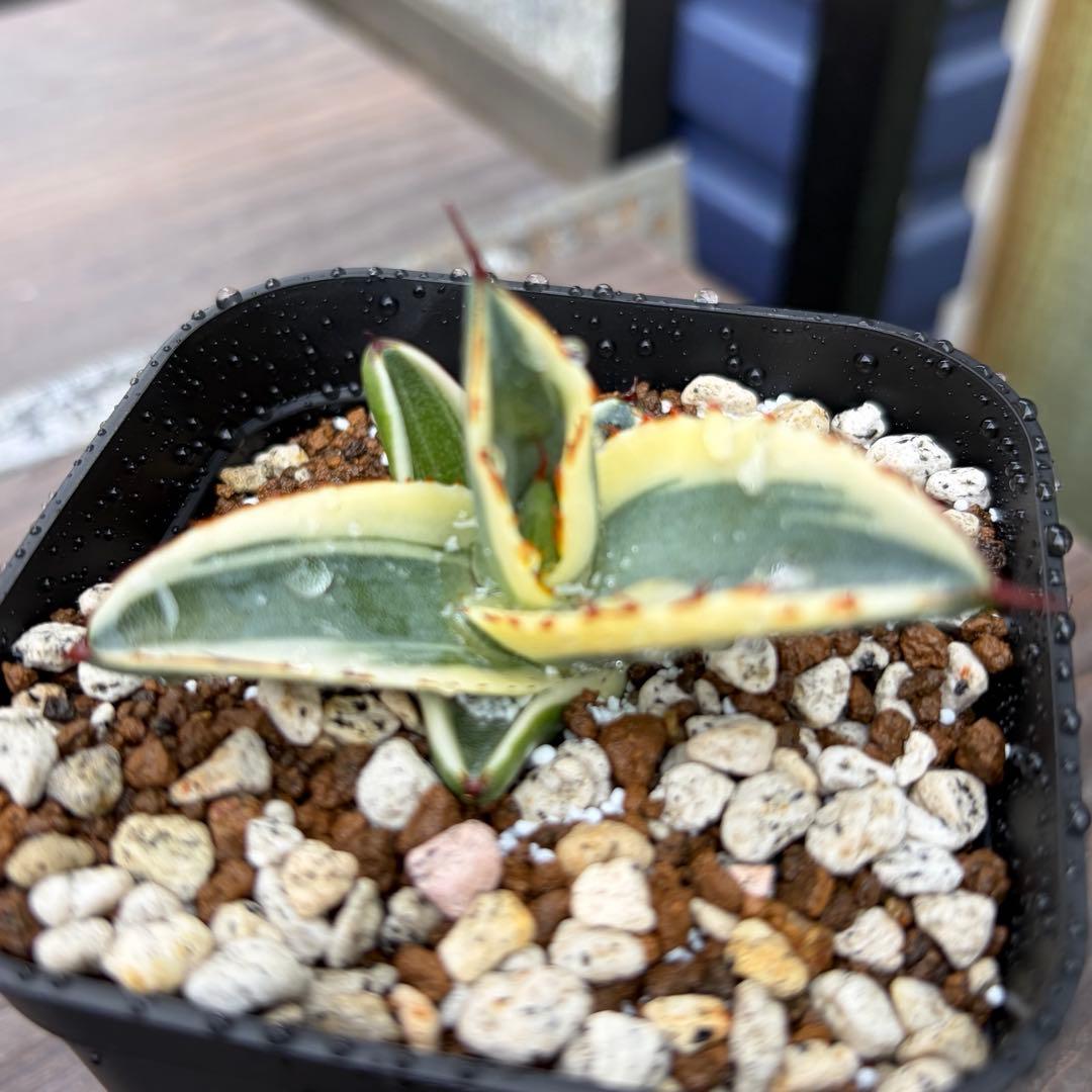 アガベ　極選　グレートホワイトシャーク