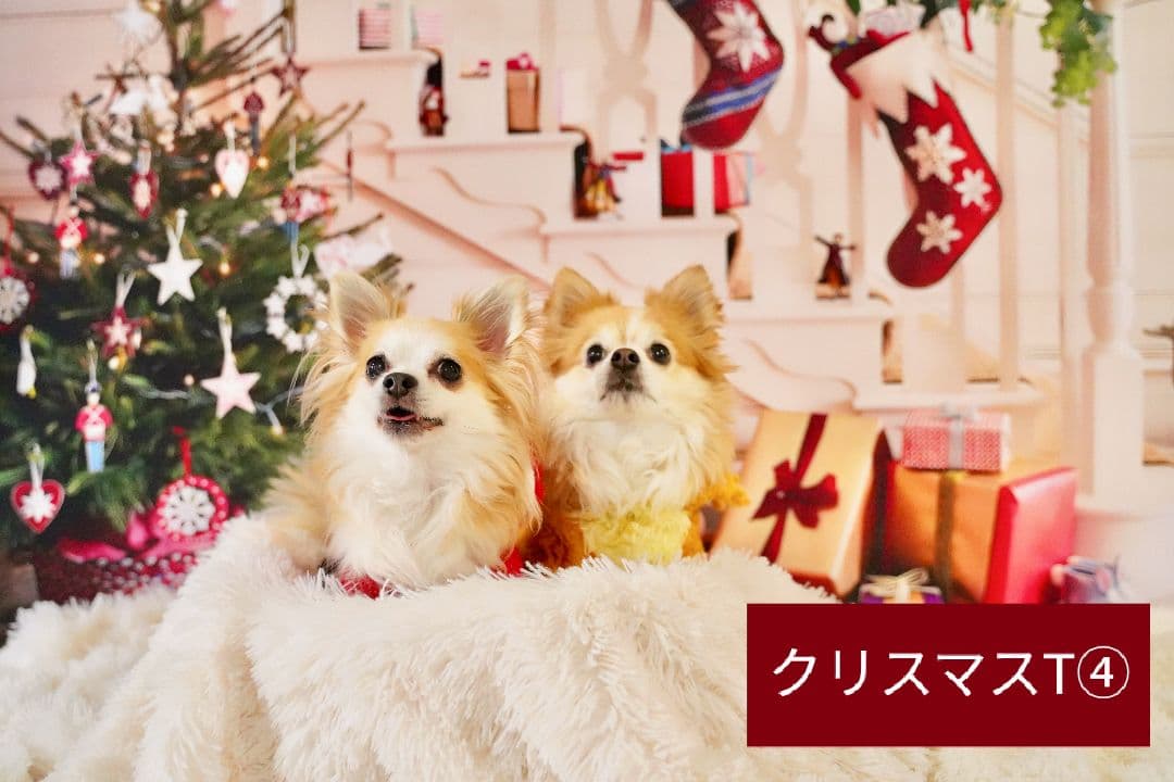背景布　【　冬D　】サンプル　ペット撮影、ニューボーンフォトなどに♪