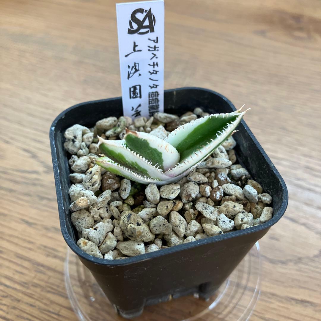 うし　【匿名配送】活着　特大　アガべ　チタノタ　豆豆龍錦　覆輪斑　TC