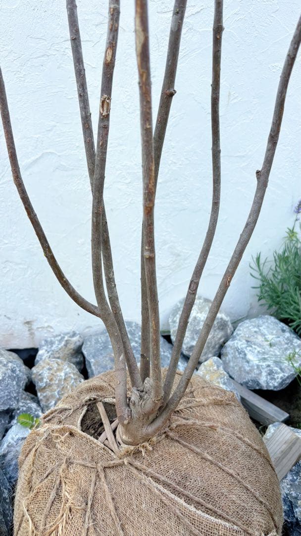 山採りツリバナマユミ 希少。切り戻し本株立2.7M(鉢底から)