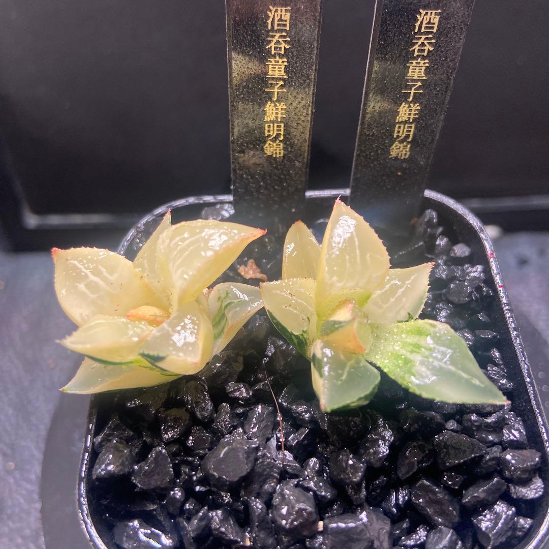 O*Z様 酒呑童子鮮明錦　糊斑　2苗セット