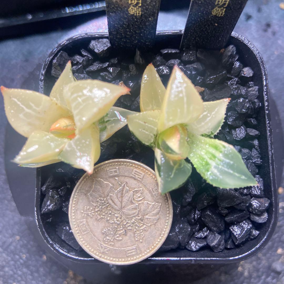 O*Z様 酒呑童子鮮明錦　糊斑　2苗セット