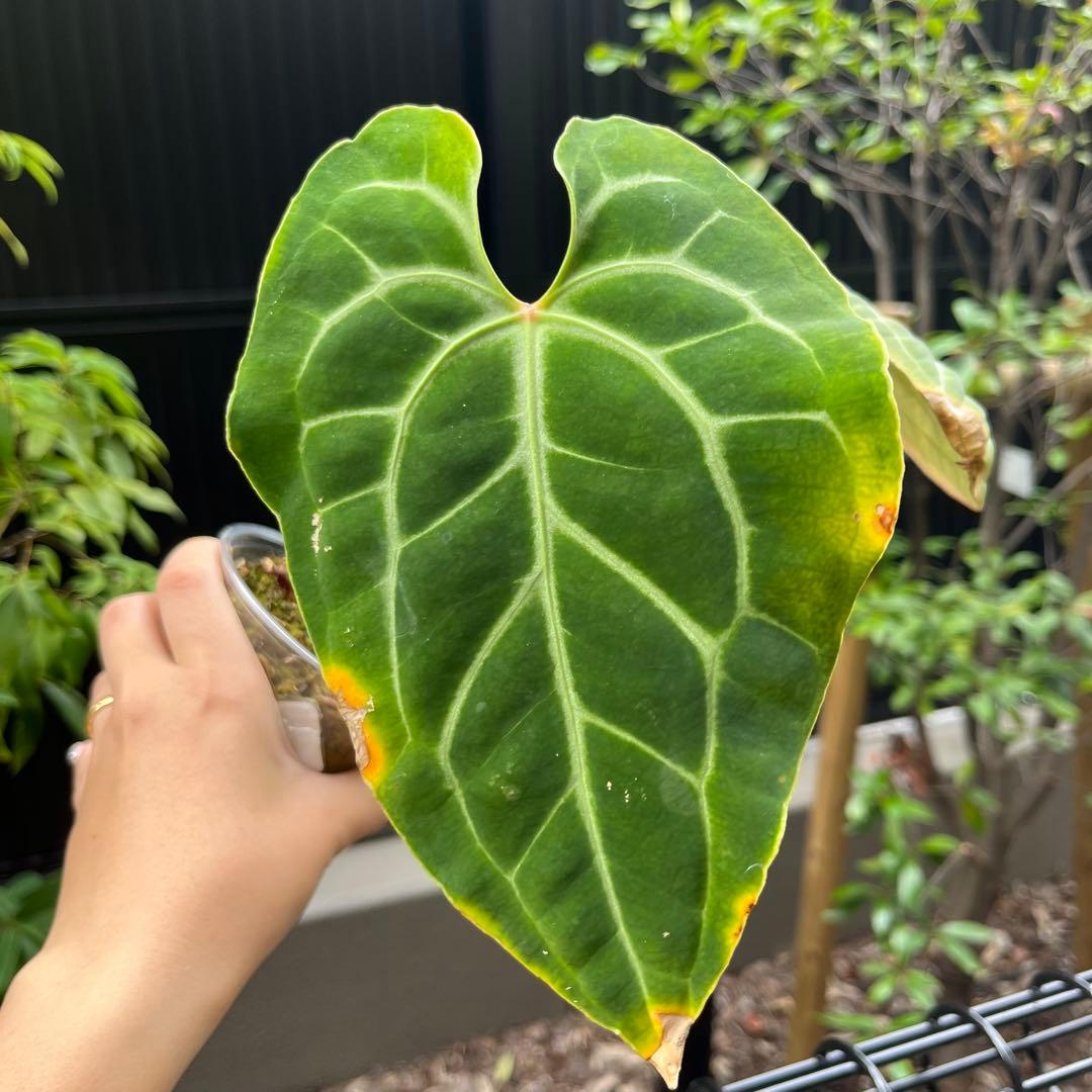 159 besseae aff ベッセアエ　アンスリウム　Anthurium