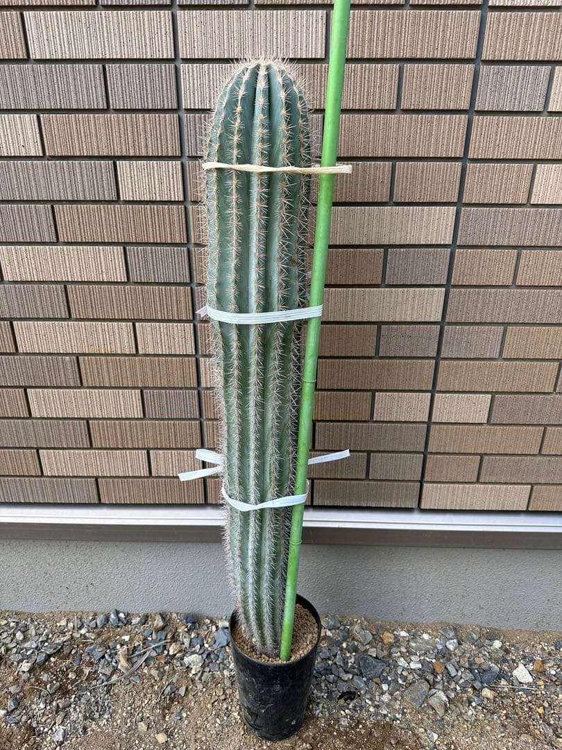 武倫柱　発根済み　100cm