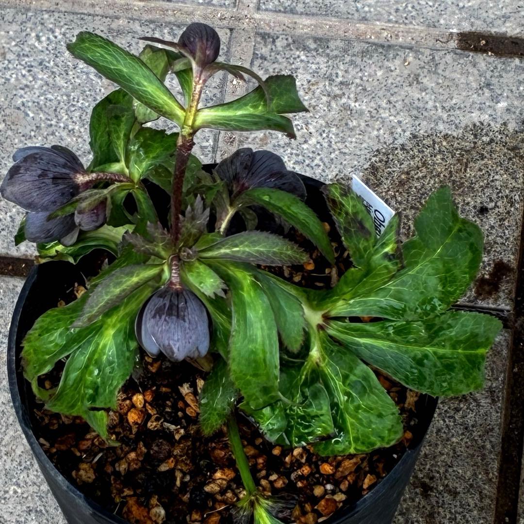 ラ*ク様 3444☘️花、タグ付☘️⭐️クロアチカスHyb⭐️超小輪〜小輪⭐️コ