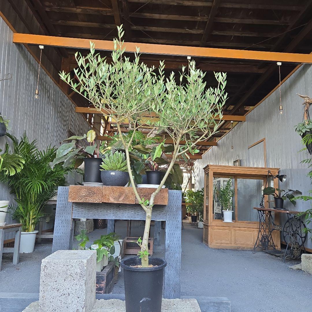 ⑦　オリーブの木souju　『セントキャサリン』８号　特大苗木最高等級極上品‼️