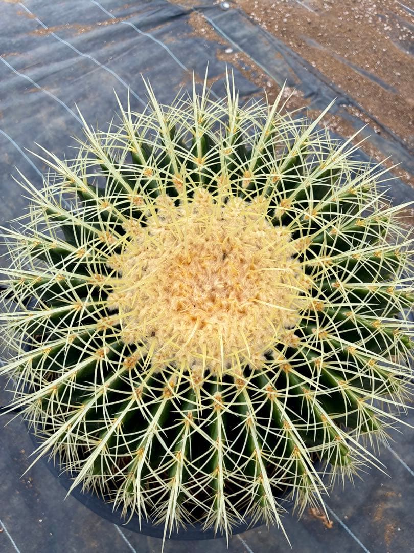 サボテン 大物キンシャチ　超選抜苗現品　【金鯱】/サボテンの王様/ドライガーデン