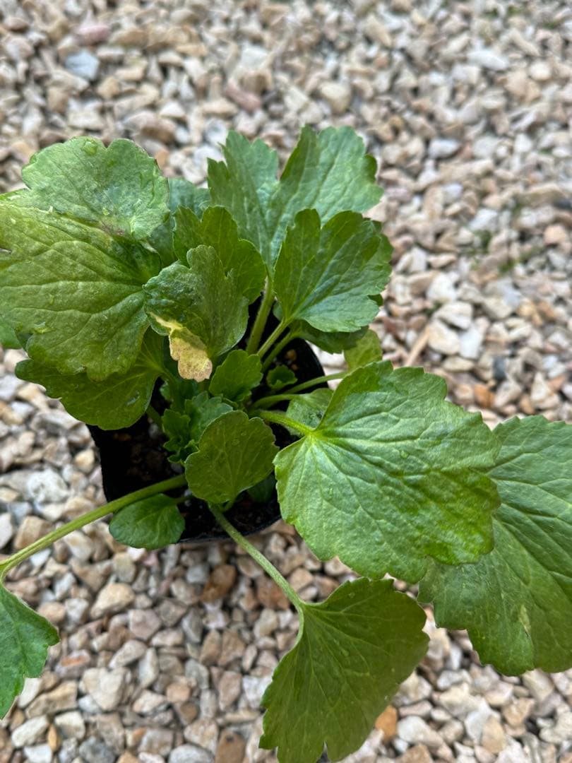 ラナンキュラスラックス 6種