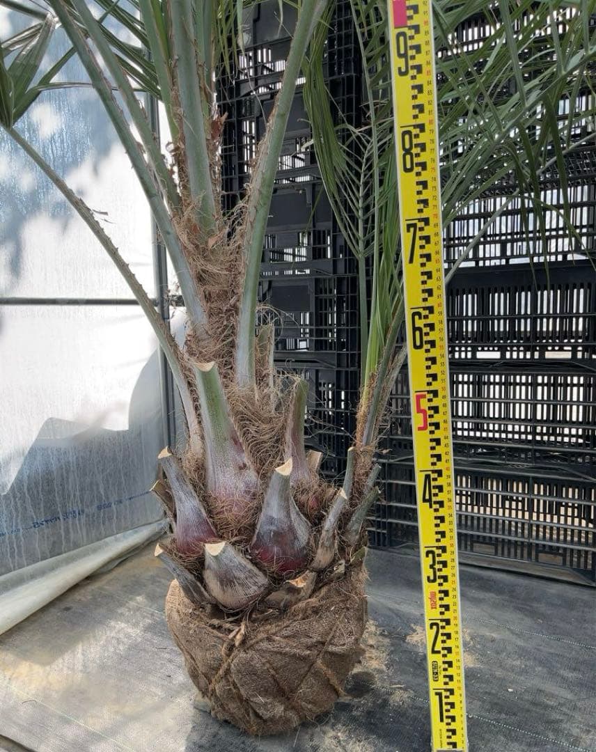 ココスヤシ 幹極太　シルバーリーフ　極上の品