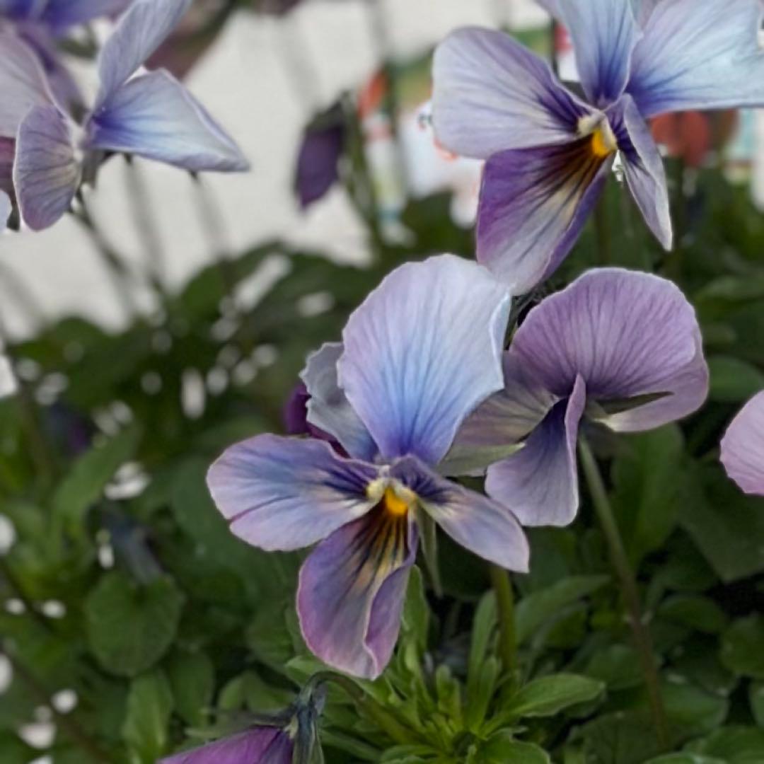 パルプンテ　ビオラ　２苗