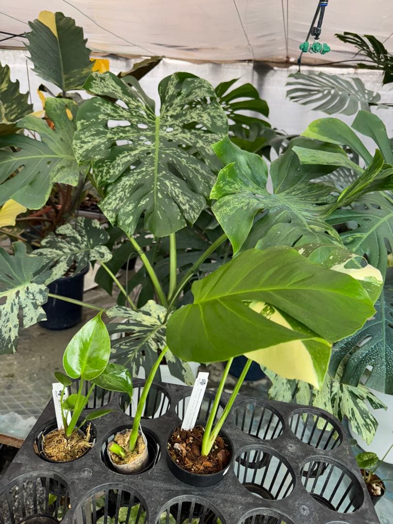 S16モンステラ デリシオーサ　シエラナ　健康カット苗