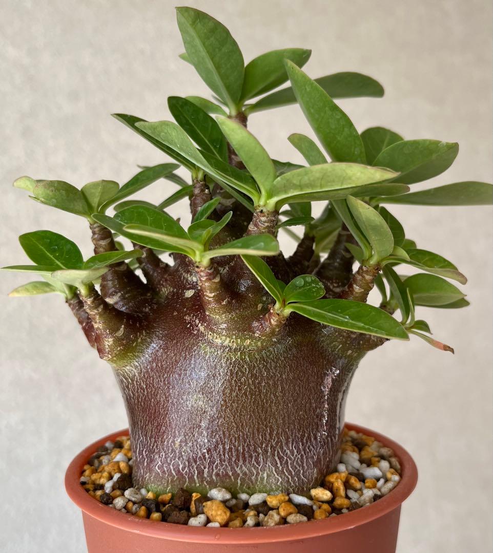 【激レア/ブラックスキン/ドワーフ 】アデニウム アラビカム ガラメーE-2鉢植