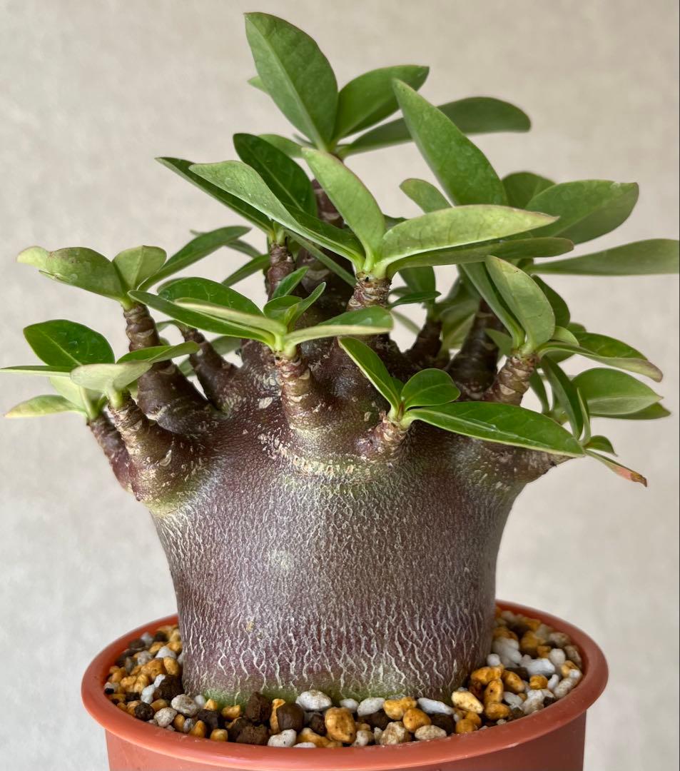 【激レア/ブラックスキン/ドワーフ 】アデニウム アラビカム ガラメーE-2鉢植