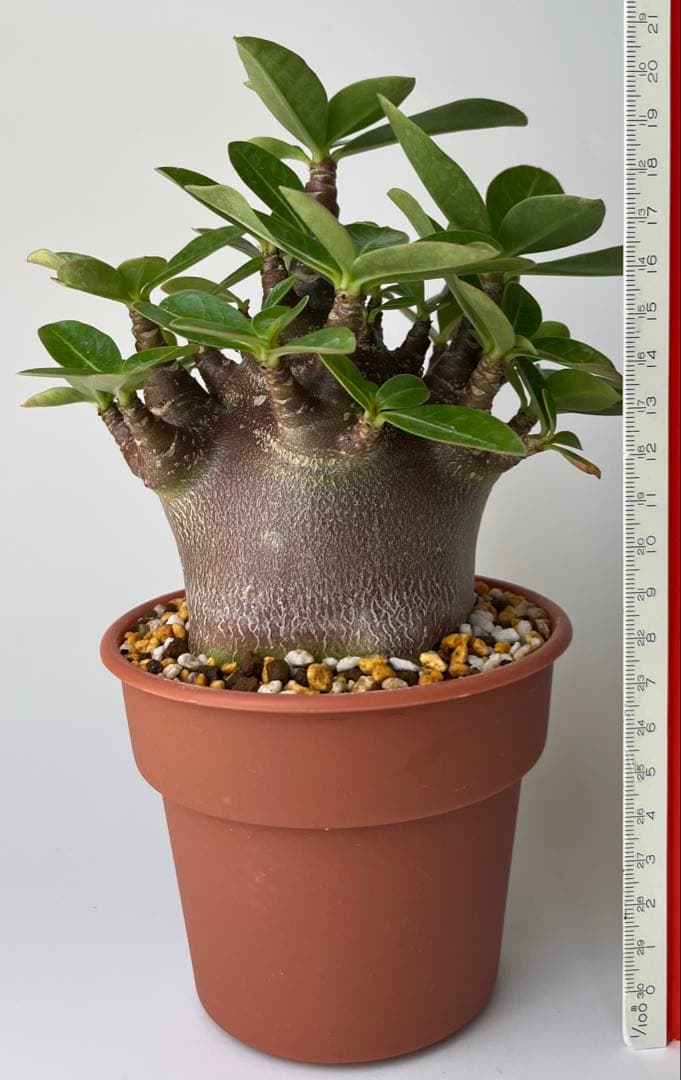 【激レア/ブラックスキン/ドワーフ 】アデニウム アラビカム ガラメーE-2鉢植