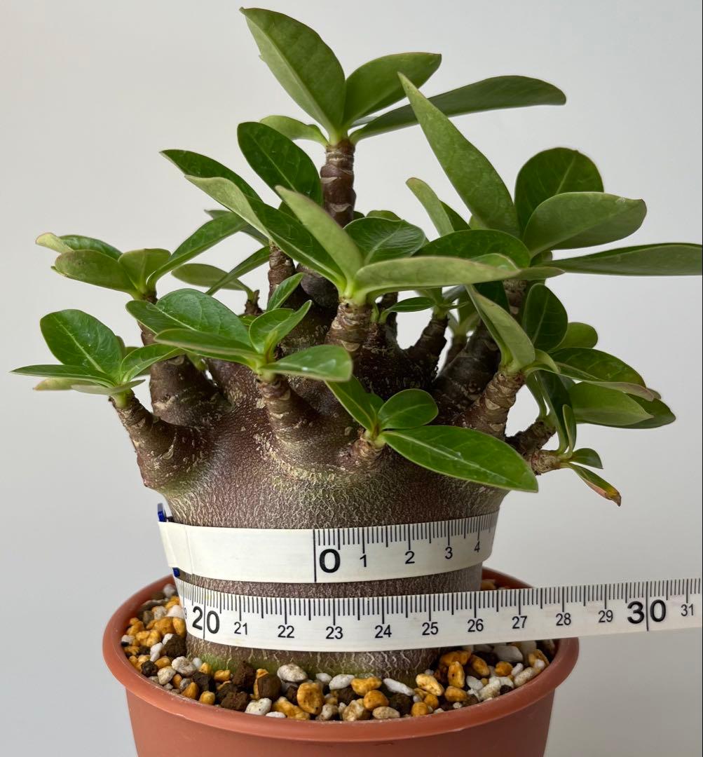 【激レア/ブラックスキン/ドワーフ 】アデニウム アラビカム ガラメーE-2鉢植