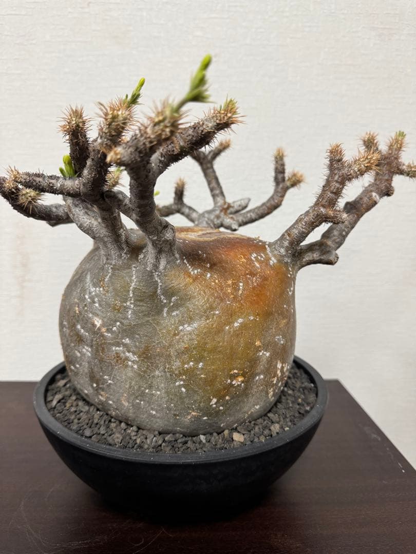 パキポディウム　グラキリス　① 4年管理　赤肌　（検　アガベ　パキプス　チタノタ