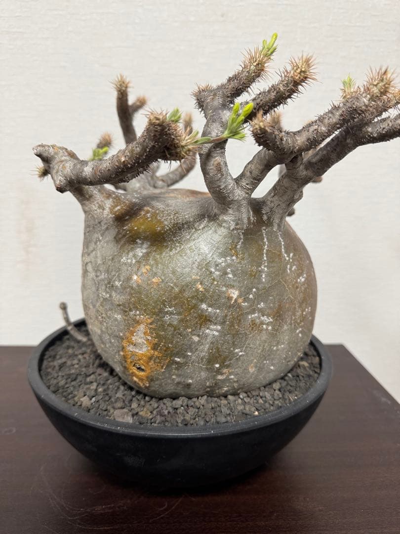 パキポディウム　グラキリス　① 4年管理　赤肌　（検　アガベ　パキプス　チタノタ