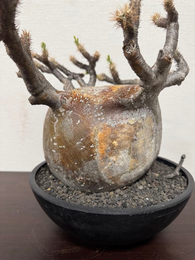 パキポディウム　グラキリス　① 4年管理　赤肌　（検　アガベ　パキプス　チタノタ