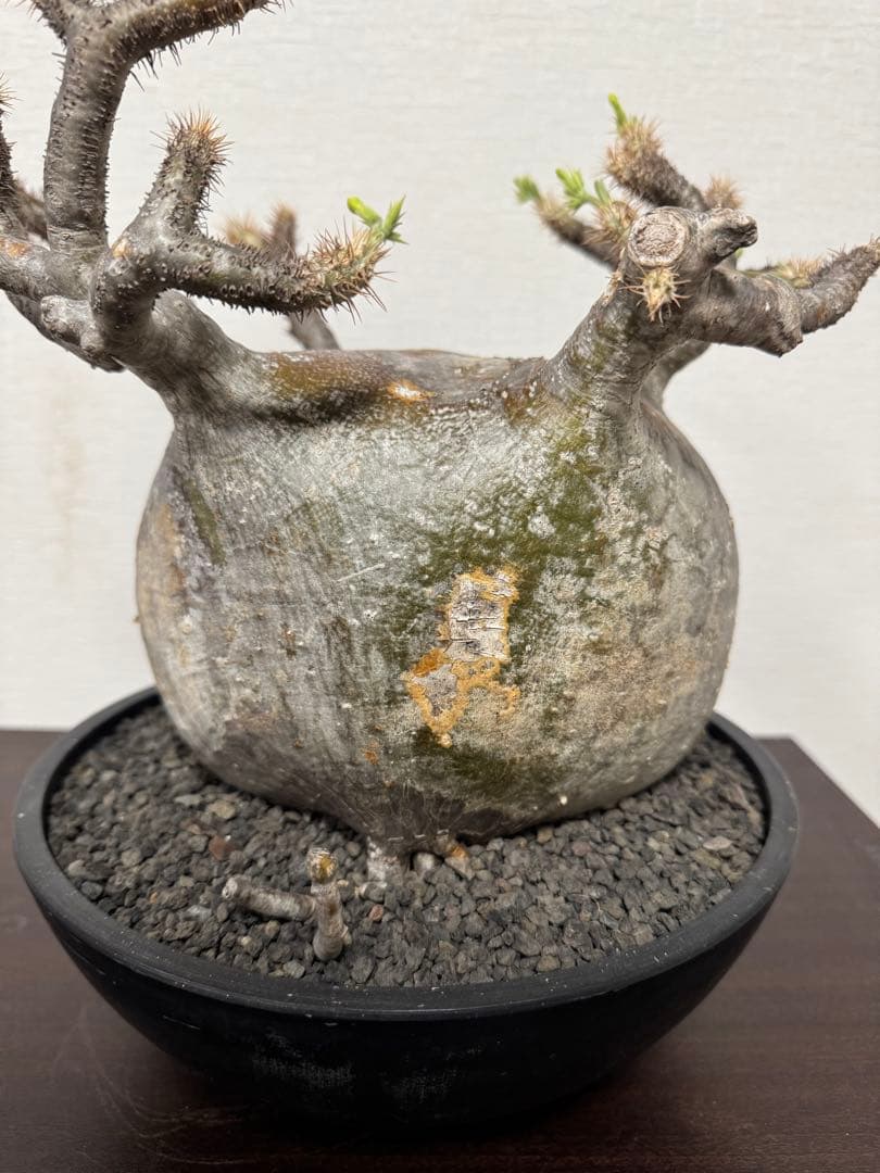 パキポディウム　グラキリス　① 4年管理　赤肌　（検　アガベ　パキプス　チタノタ