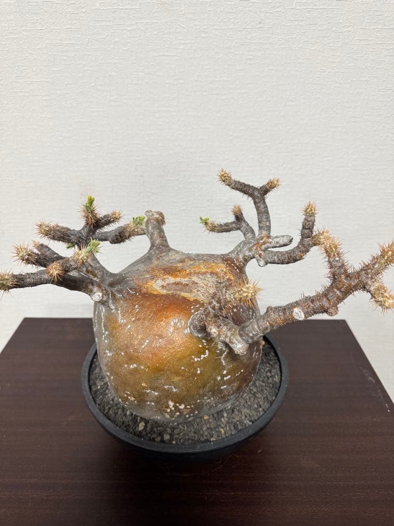 パキポディウム　グラキリス　① 4年管理　赤肌　（検　アガベ　パキプス　チタノタ