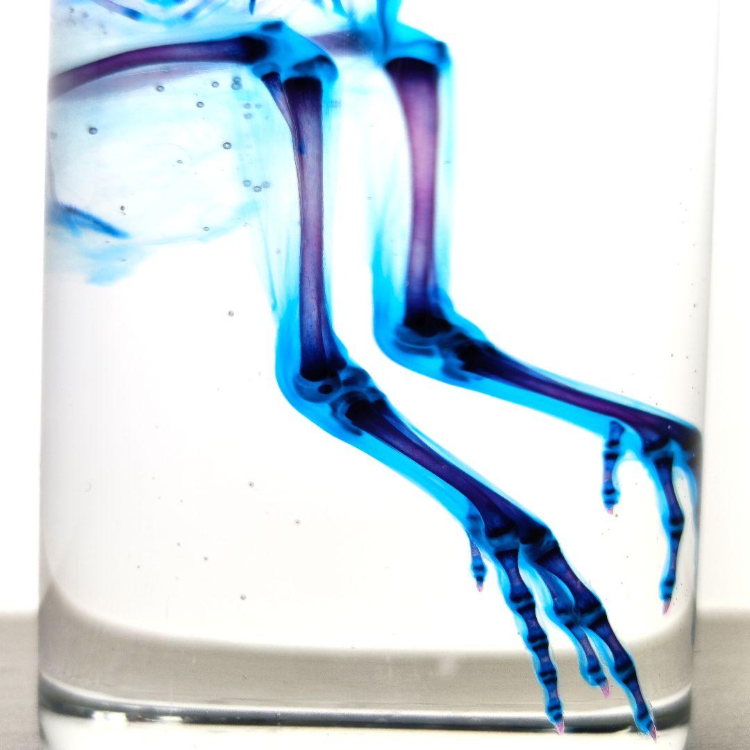 1点物☆極美品【透明骨格標本】ウズラ② 約10cm