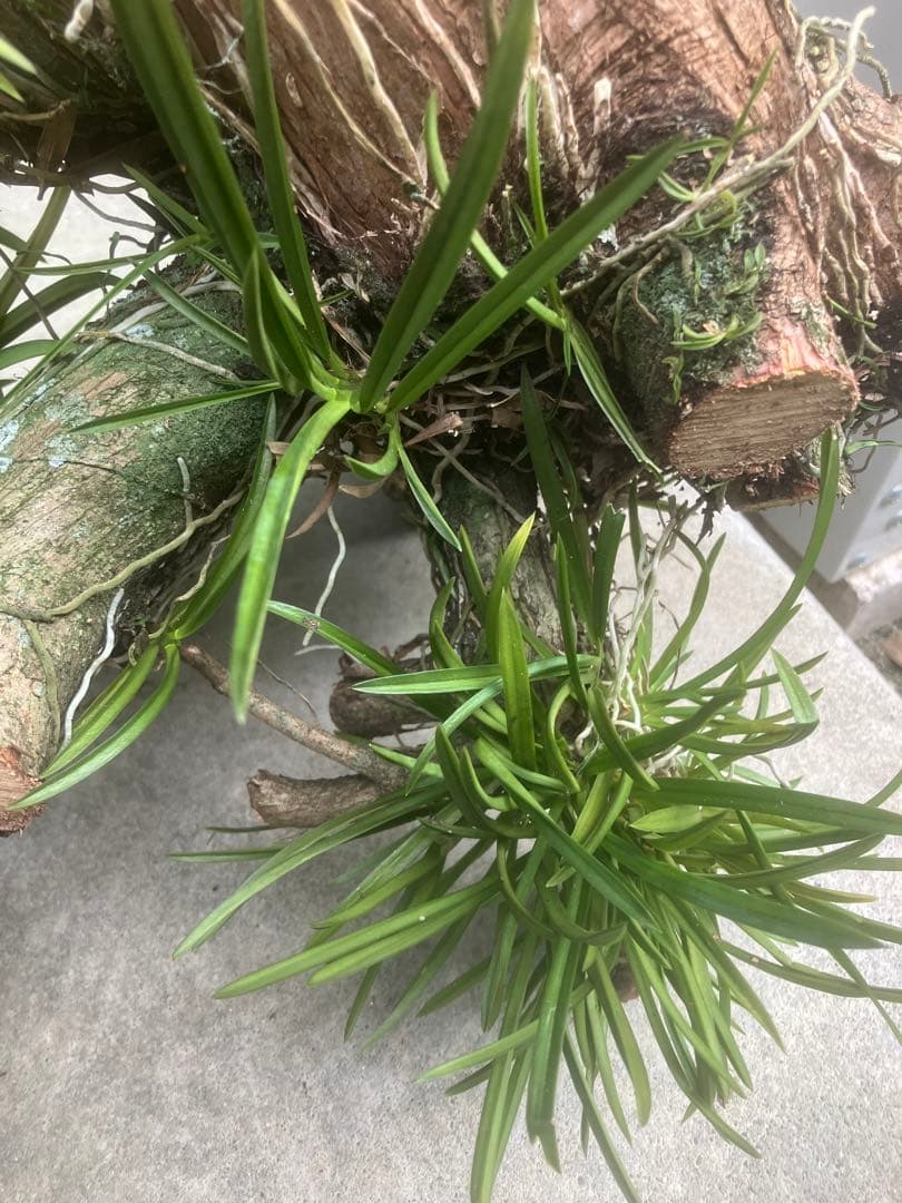 フウラン　風蘭　富貴蘭　静岡県産