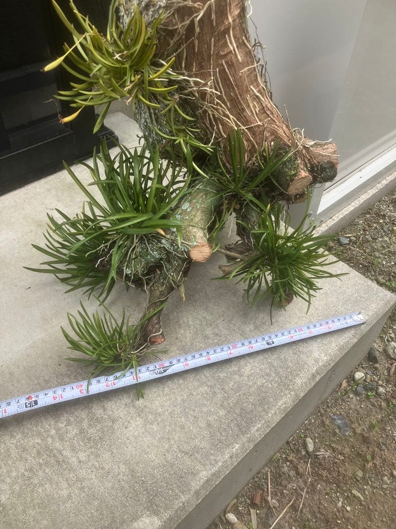 フウラン　風蘭　富貴蘭　静岡県産