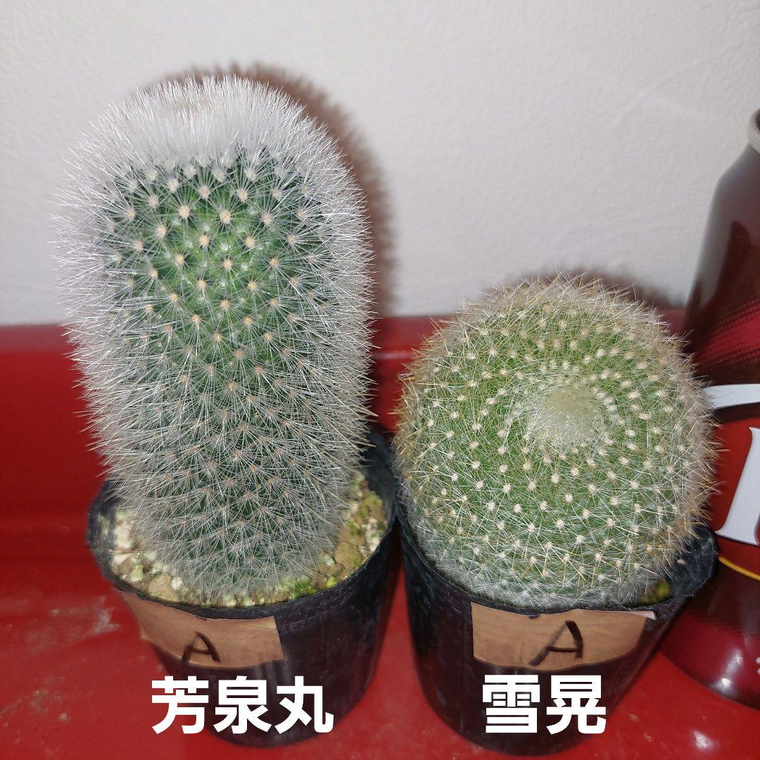 KiKi様 リクエスト 3点 まとめ商品