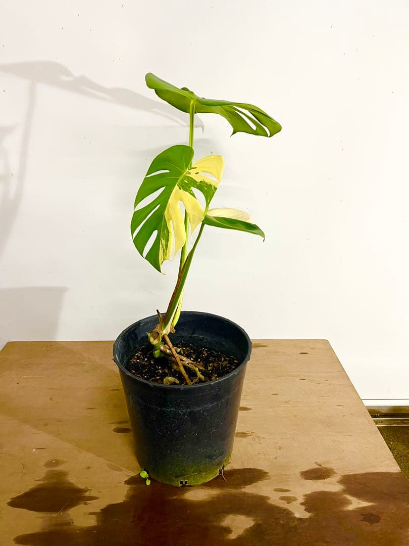 希少　斑入り　モンステラ　デリシオーサ　艶姿　白　ホワイト