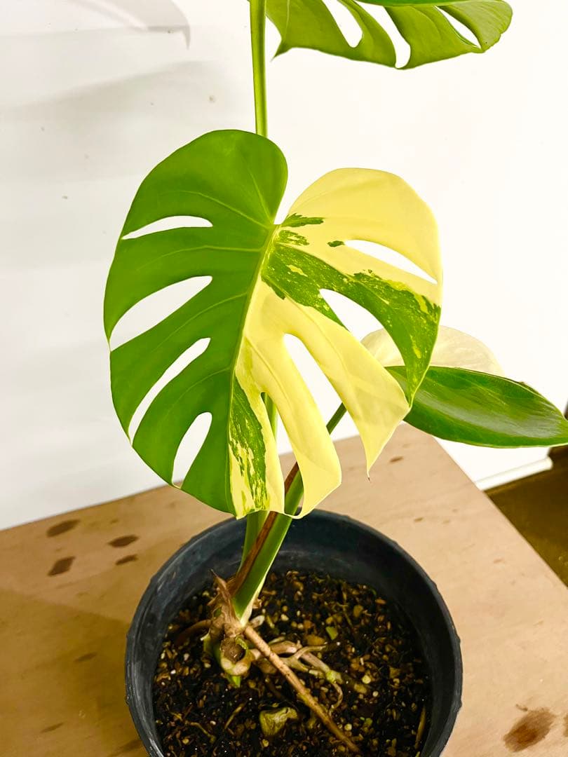 希少　斑入り　モンステラ　デリシオーサ　艶姿　白　ホワイト