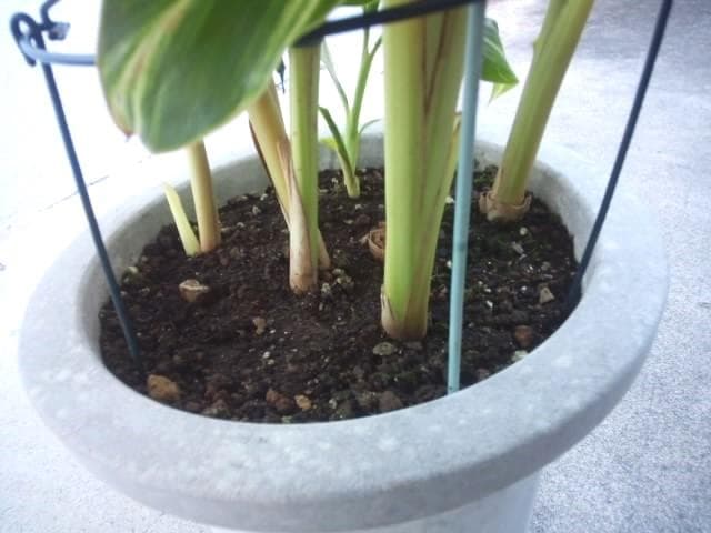 黄斑入り　フイリ　月桃　苗　キフゲットウ　金運　観葉植物　げっとう