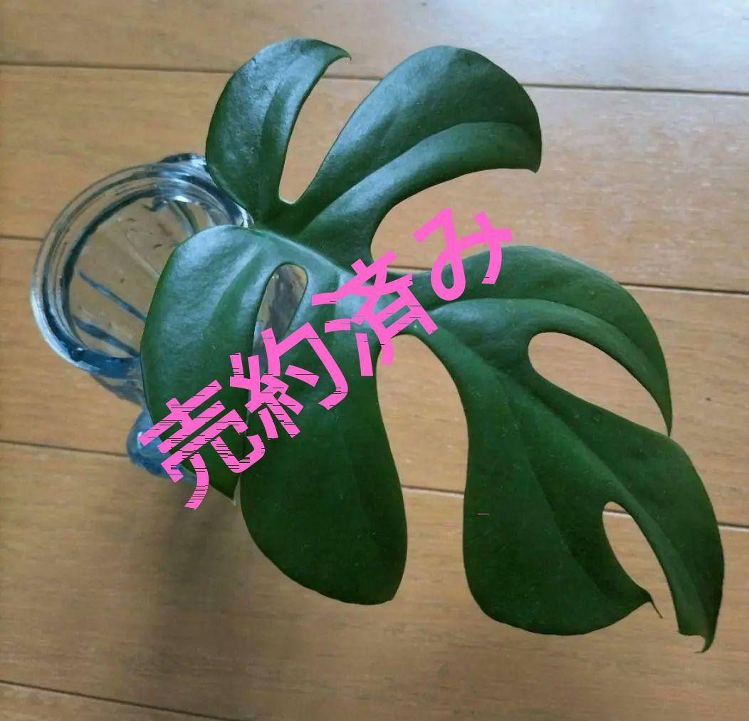 モンステラ　T　発根良好苗