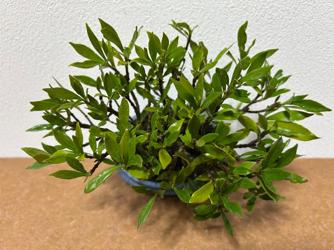 梔子　小品盆栽