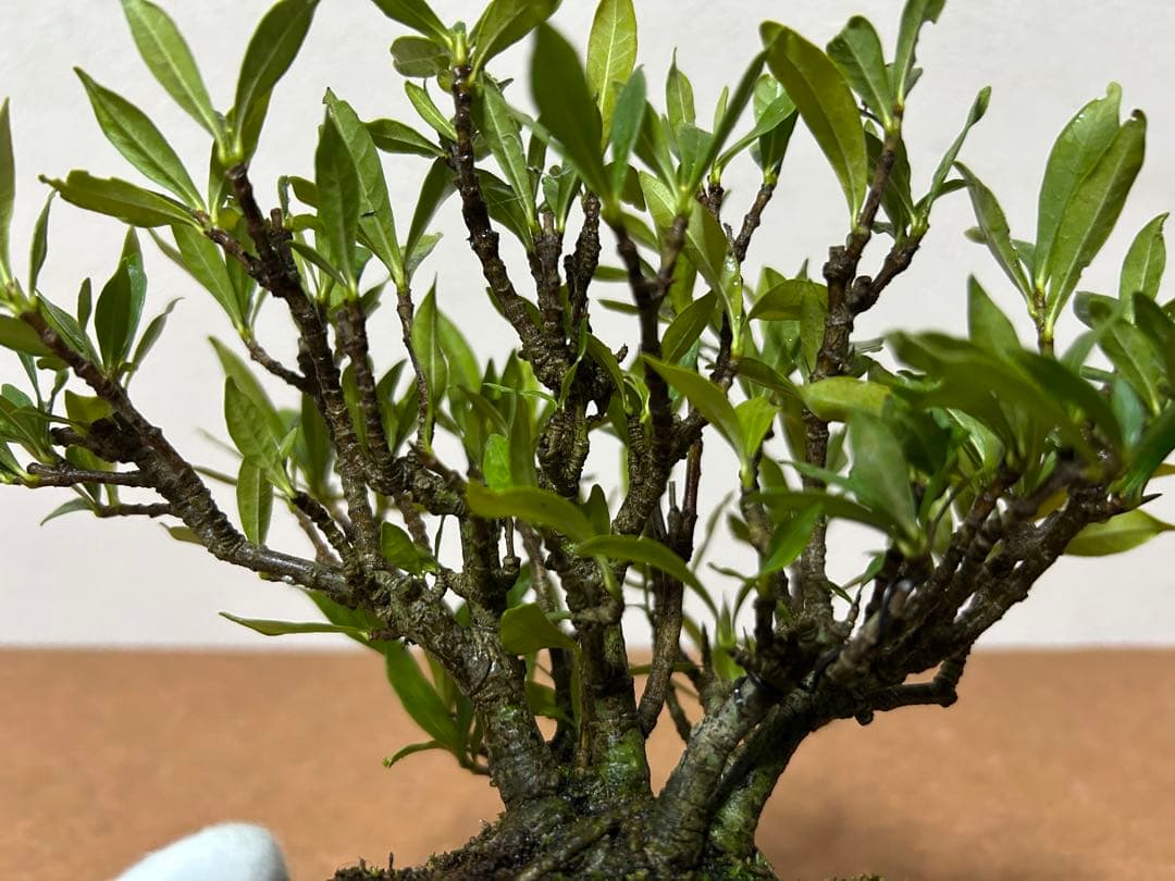 梔子　小品盆栽