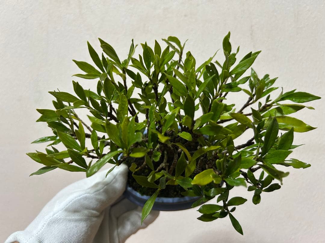 梔子　小品盆栽